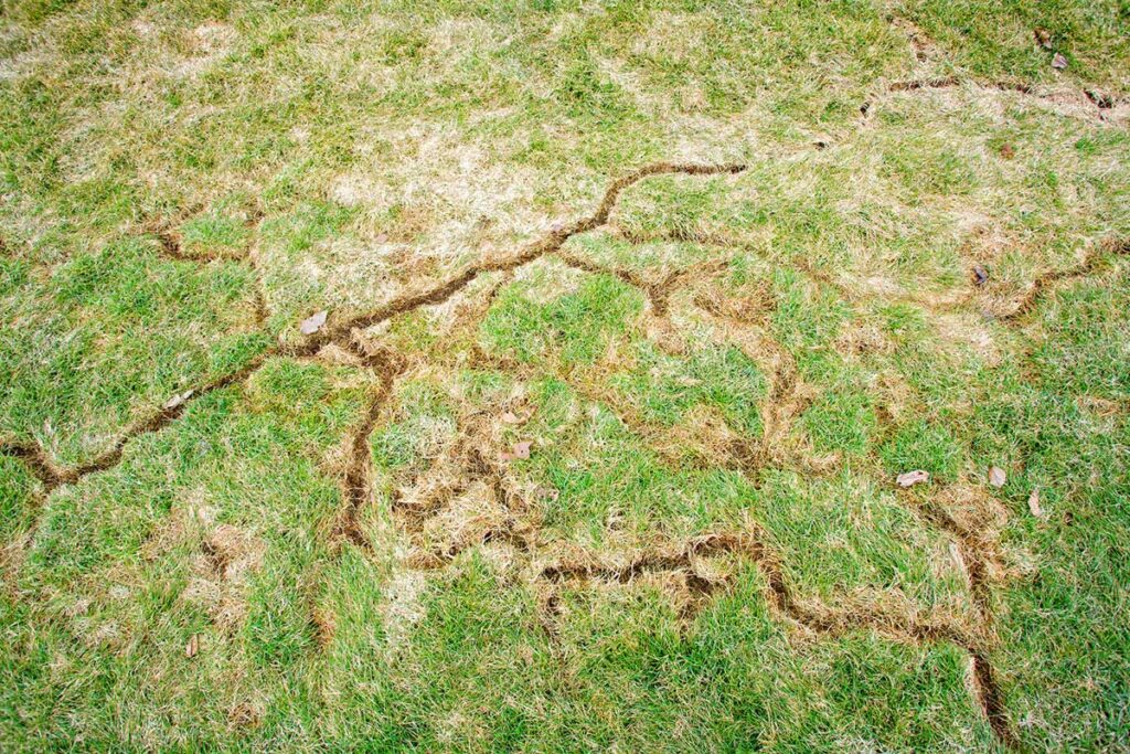 snow mold