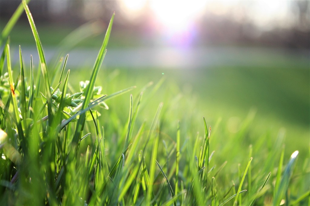 Recover Your Edmonton Commercial Turf
