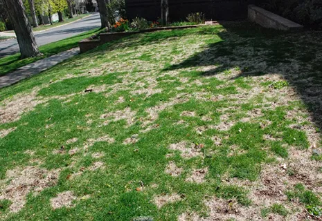 Why Leaving Fallen Leaves on Your Lawn Causes Snow Mold